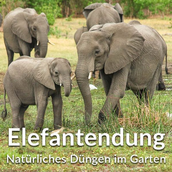 Elefantendünger aus Elefantenkot für den Garten, Elefantenmist zum Düngen